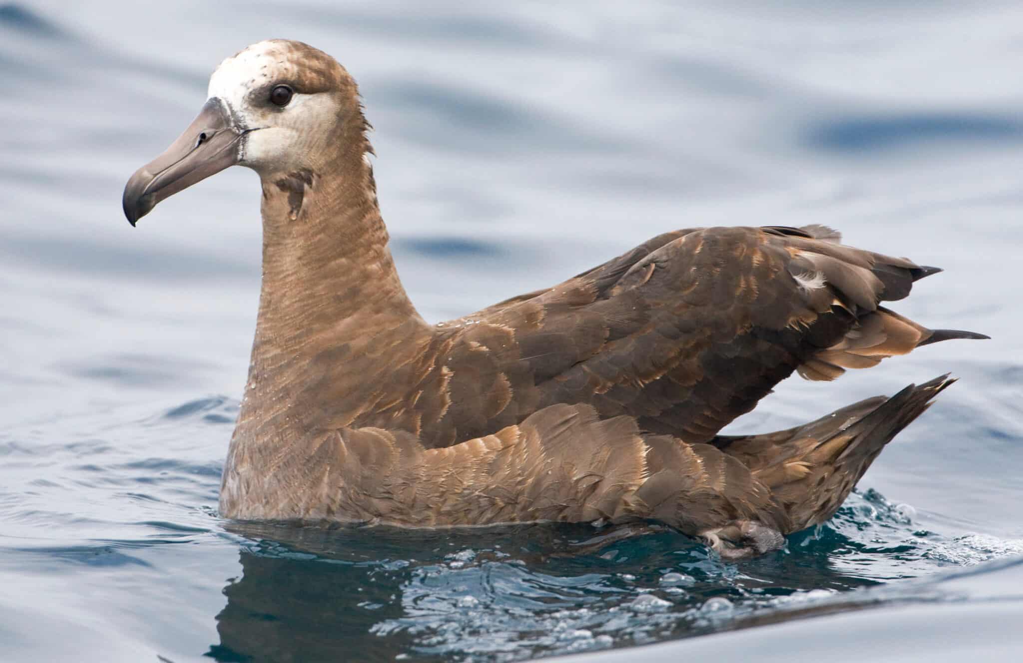 Albatross Bird Facts - Diomedeidae - A-Z Animals