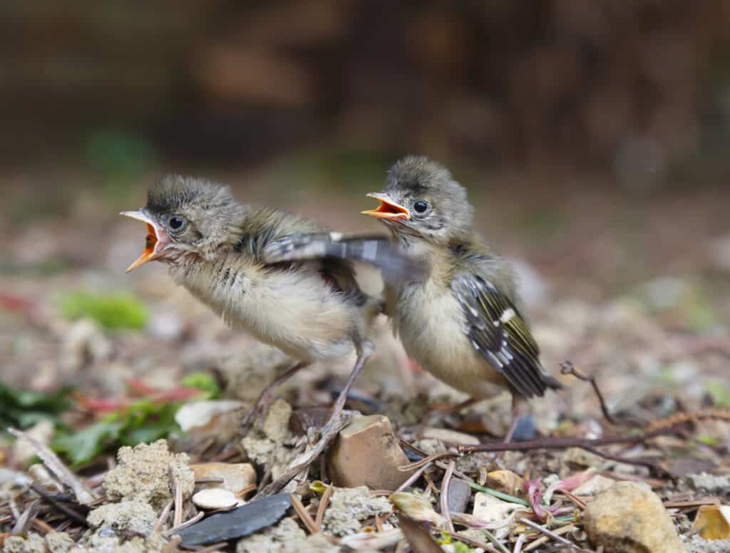 Two fledgling goldcrests on the ground begging for food