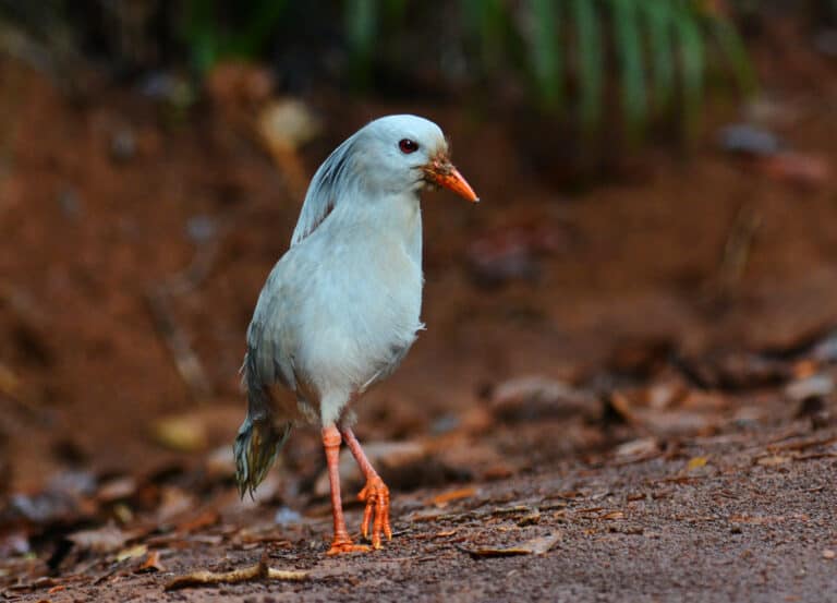 A kagu walking on the ground in the forest.