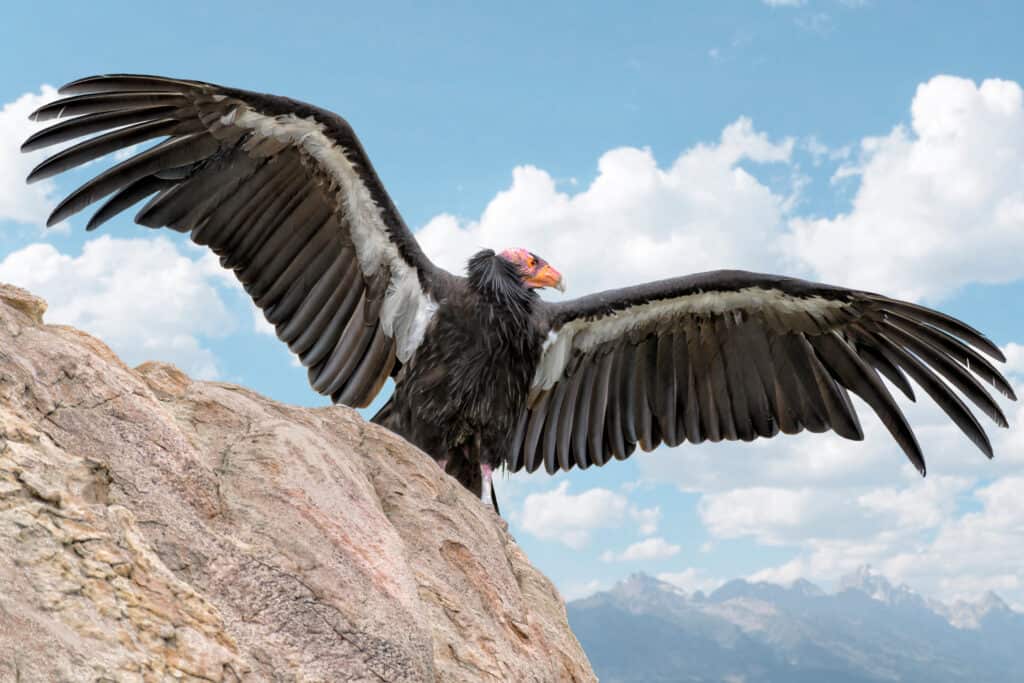 California condor, center frame, it head facing right in profile. bird on a rock with wings spread against blue sky.The condor is primarily dark grey/black, with a row of white feathers across the top of its inner wings The birds head is red. 