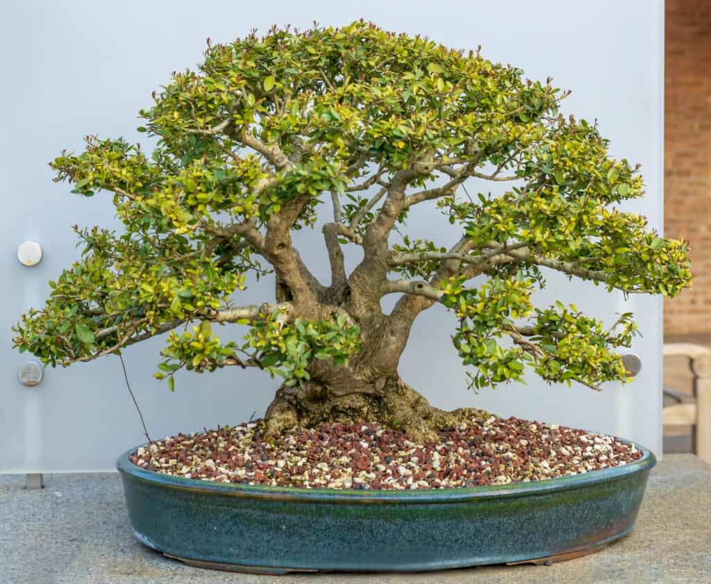 Dwarf yaupon holly