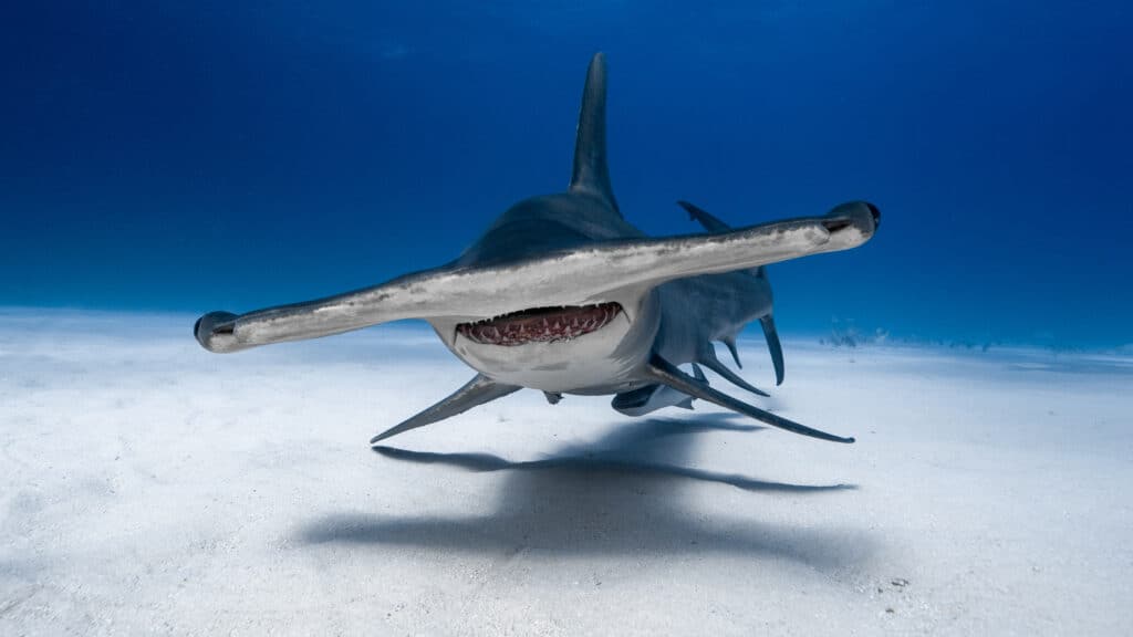 hammerhead shark