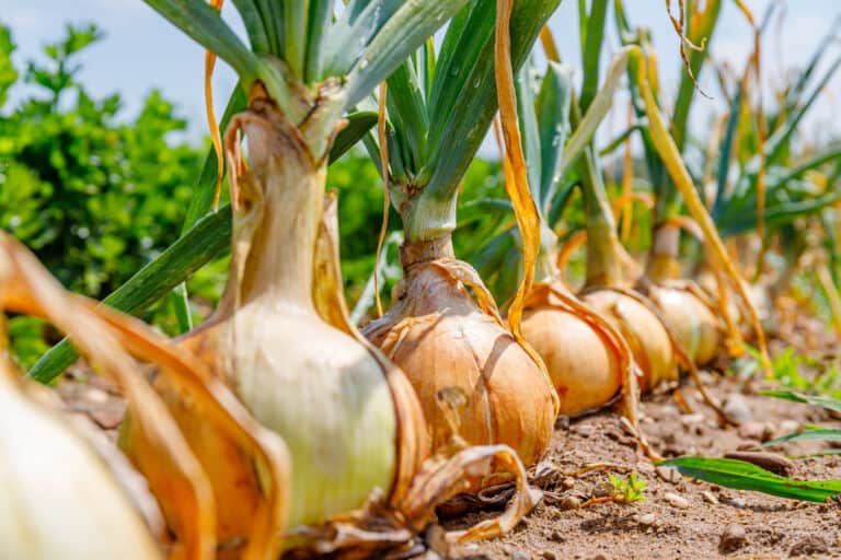 Onion plants row growing on field, close up. Gardening background with onion bulb, closeup.