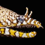 Dragon moray