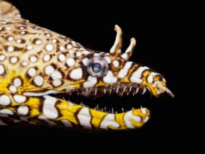 A Dragon Eel