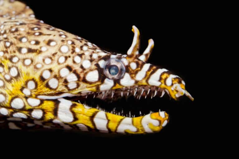 Closeup of a dragon eel's head against a black background