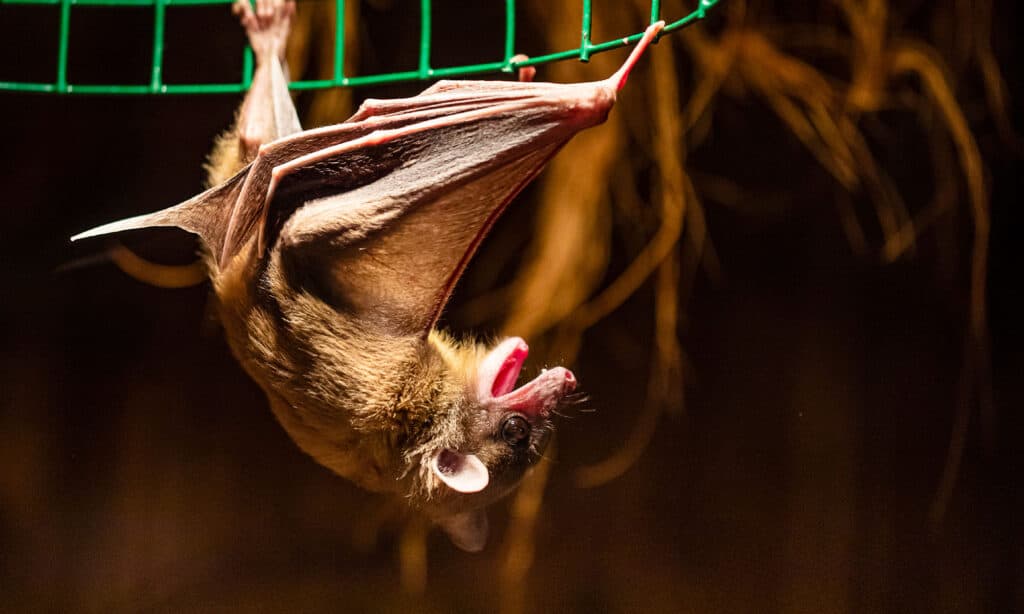 Are Bats Nocturnal Or Diurnal? Their Sleep Behavior Explained AZ Animals