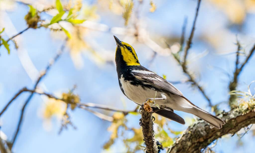 Golden-cheeked warblers are one of the bird species that use the Central Flyway in North America.