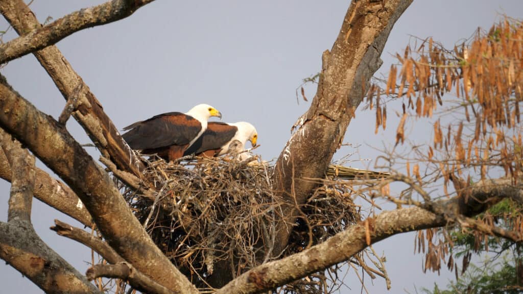 African fish eagle parents with chicks in their nest