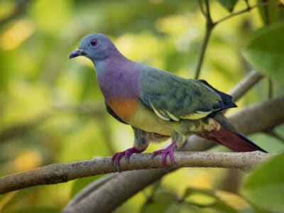 A Pink-Necked Green Pigeon