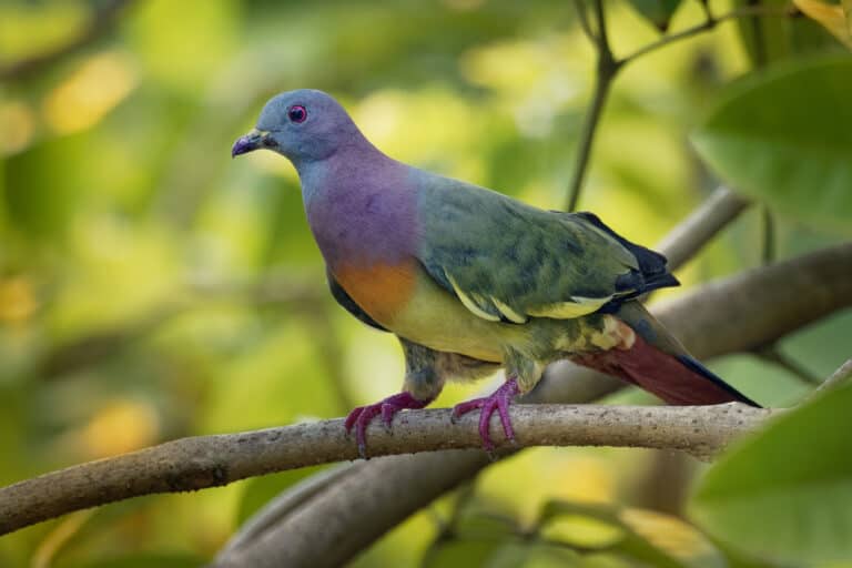 A pink-necked green pigeon perched on a branch