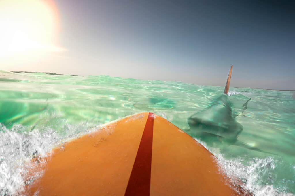 surfer touches shark