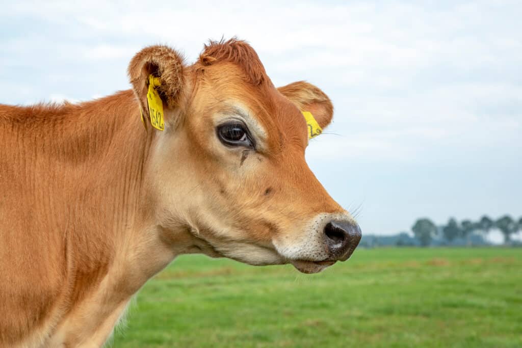 Jersey cows are known for their placid nature and ability to produce great quantities of milk