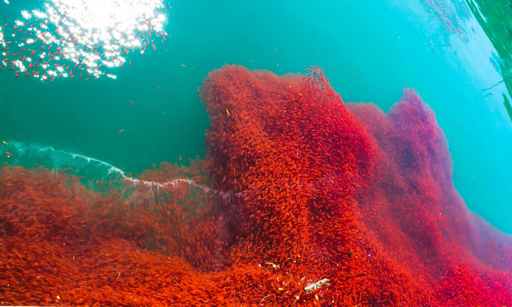 Красные водоросли в природе. Astaxanthin океан. Джордж криль. Картинка кит ест астаксантин.