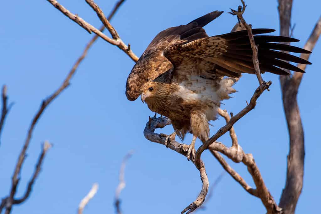 Whistling Kite (Haliastur sphenurus) balancing in a tree.