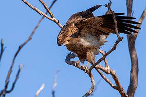 Whistling Kite (Haliastur sphenurus) balancing in a tree.