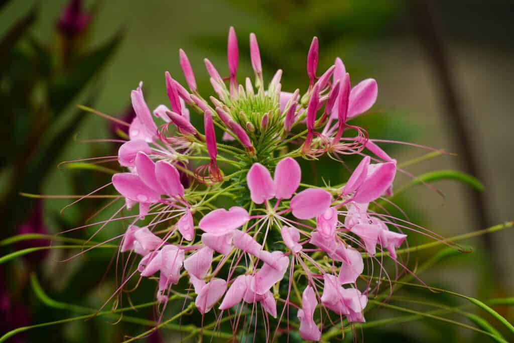 Cleome hassleriana