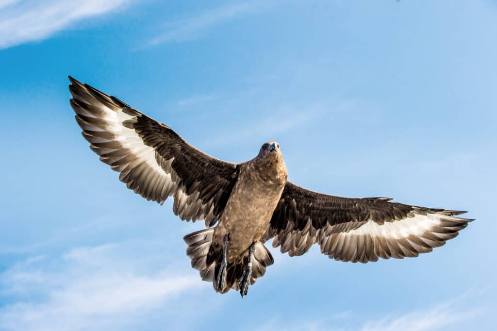 Great Skua in flight on blue sky background.