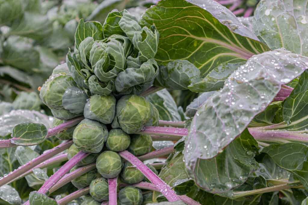 Brussels sprouts on the stalk