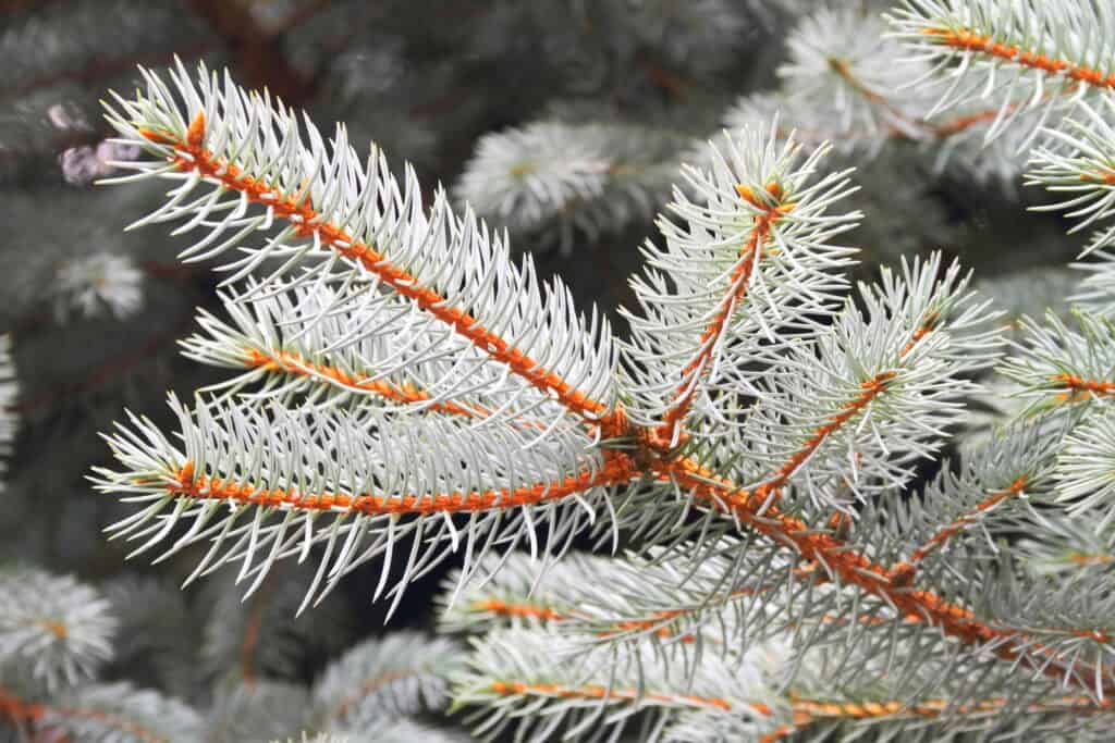 Discover the 11 Different Types of Spruce Trees Wiki Point