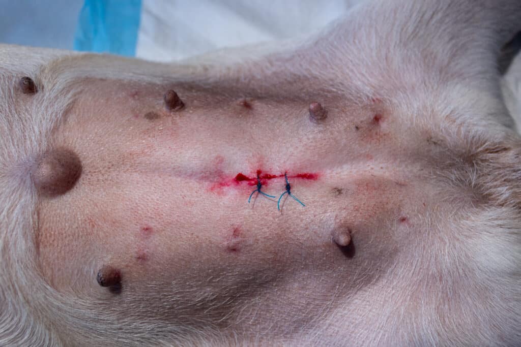 L'abdomen d'un chien avec des sutures après avoir subi une intervention chirurgicale pour une hernie ombilicale