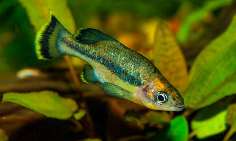 Butterfly Splitfin (Ameca splendens)