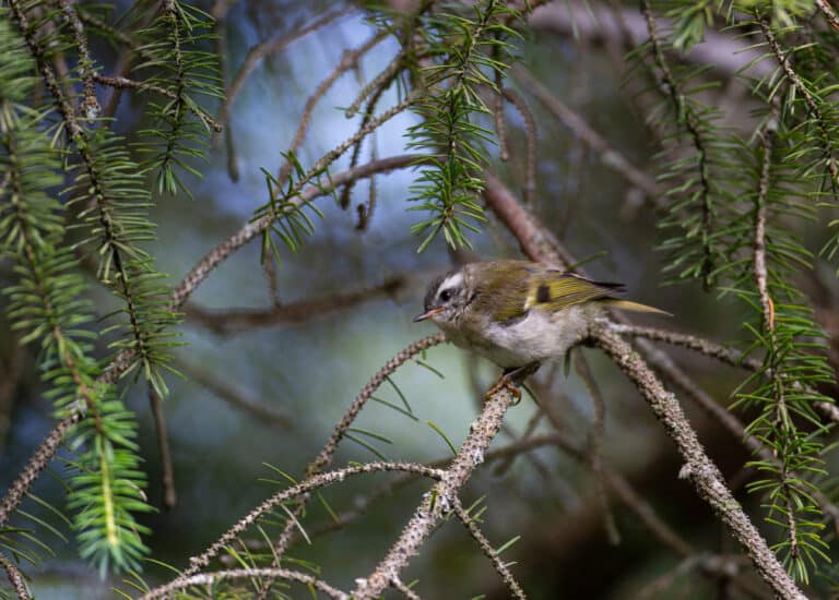 A juvenile golden-crowned kinglet perched in a conifer tree