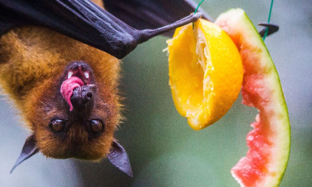 asian fruit bat