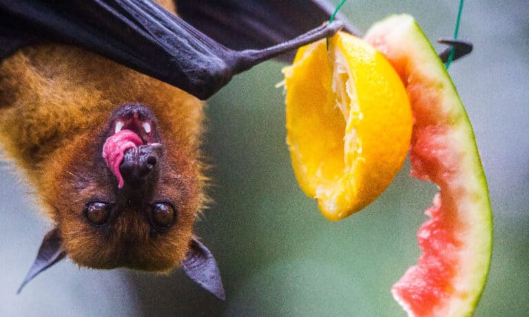 fruit bat