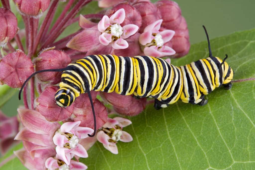 caterpillar on flowering milkweed