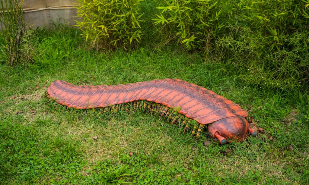 Arthropleura