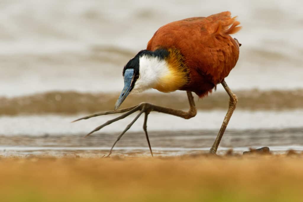 An African jacana on the shore with one of their enormous feet prominently displayed