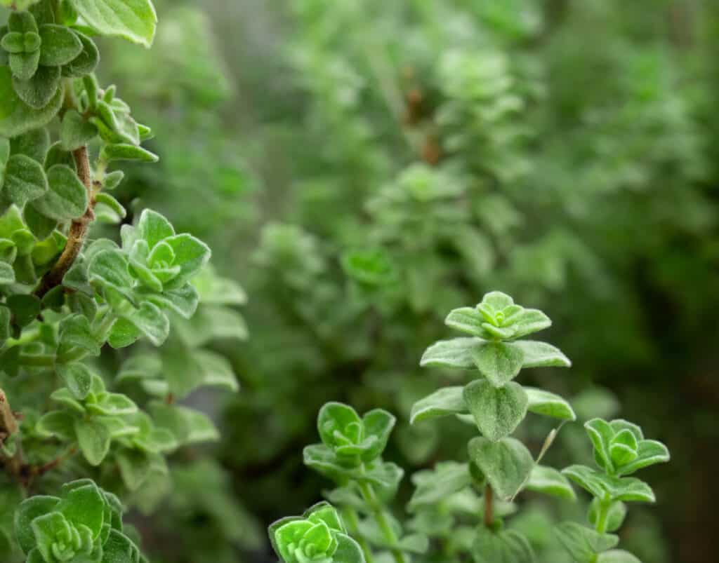 Oregano is a popular garden herb