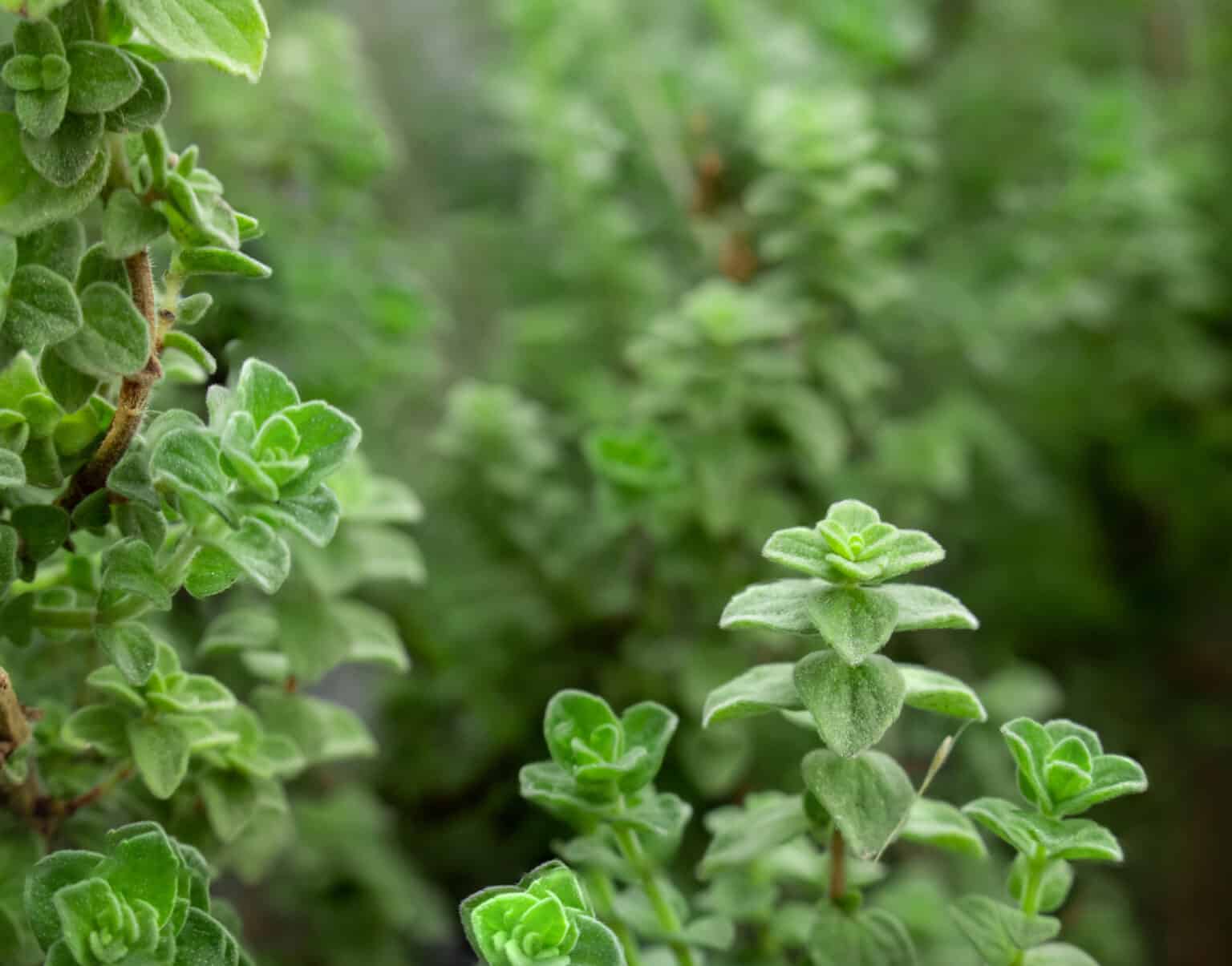 herbs that come back every year