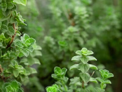 A How to Grow Oregano: Your Complete Guide