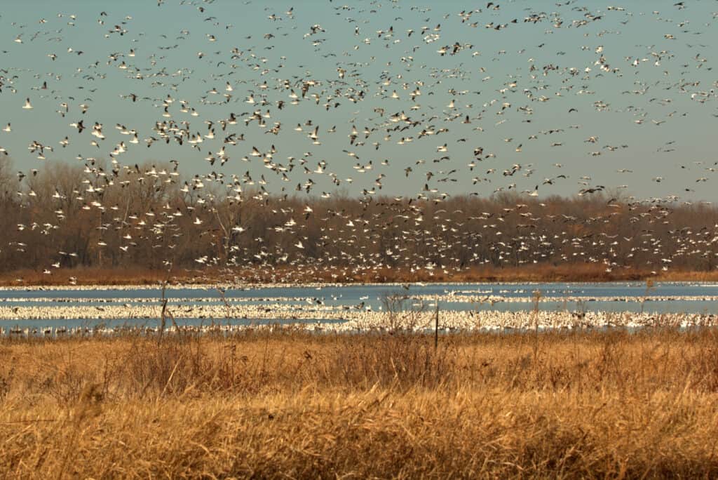 Missouri’s 10 Best Bird-Watching Spots This Summer