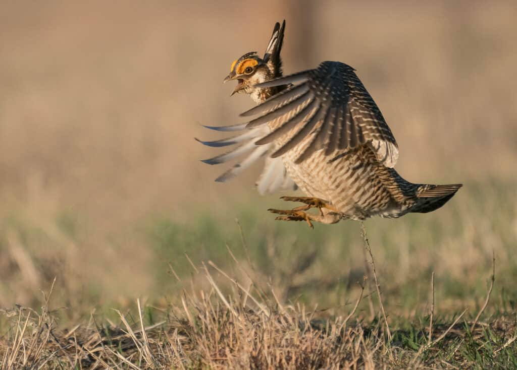 Lesser Prairie Chicken jumping up with wings spread