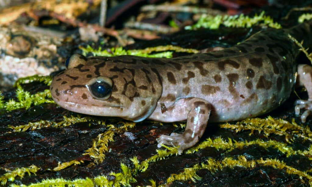 Coastal Giant Salamander (Dicamptodon tenebrosus)