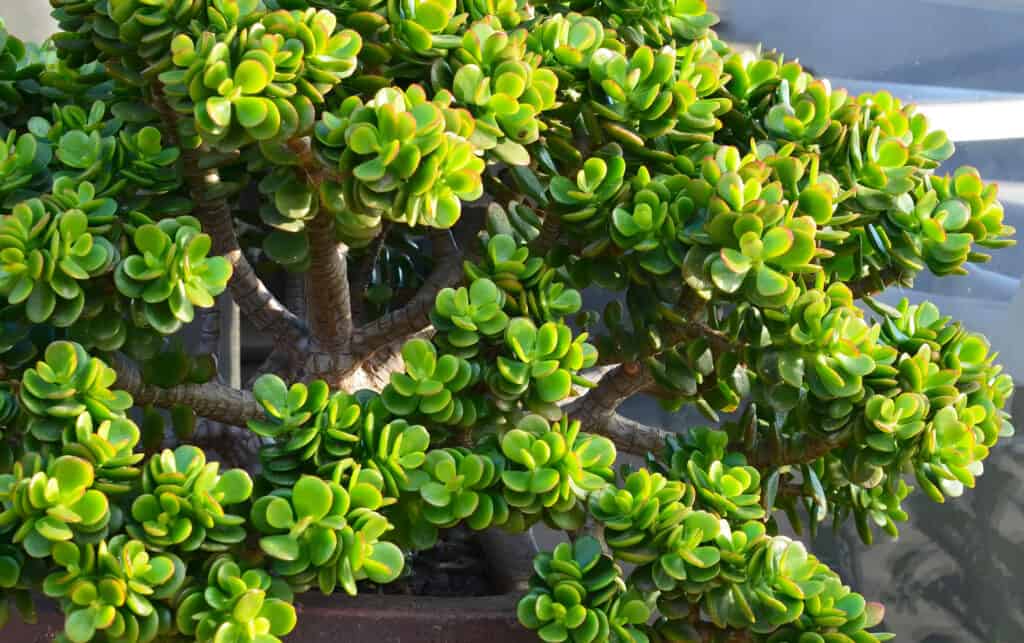 jade elephant foot plant