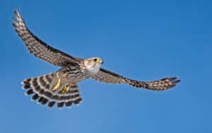 Discover the 3 Types of Falcons Found in Georgia’s Skies Picture