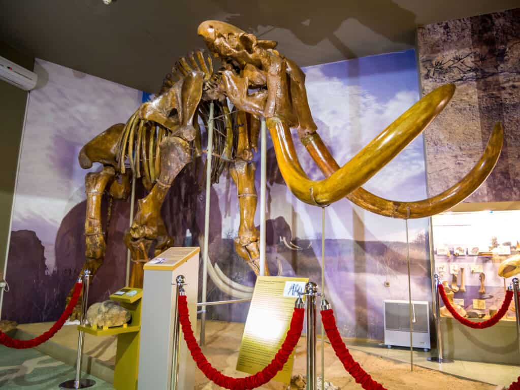 steppe mammoth