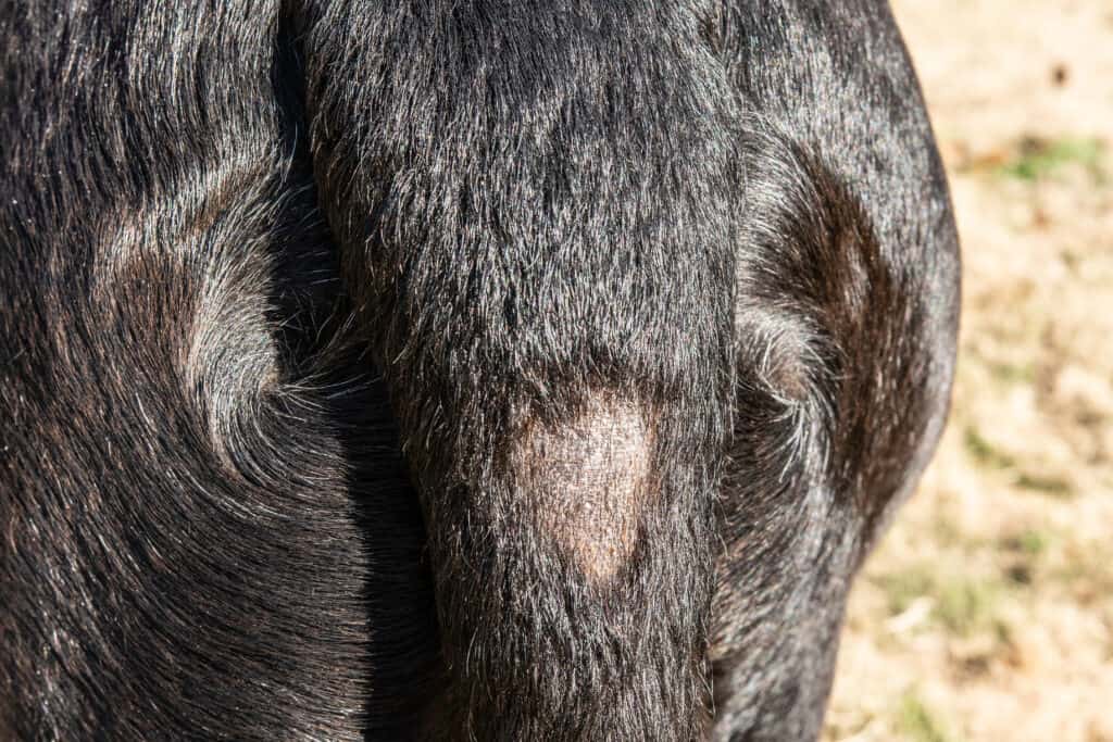 dog shedding bald patches