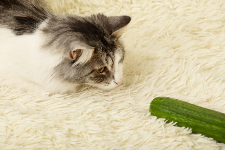 A cat on a carpet looking at a cucumber