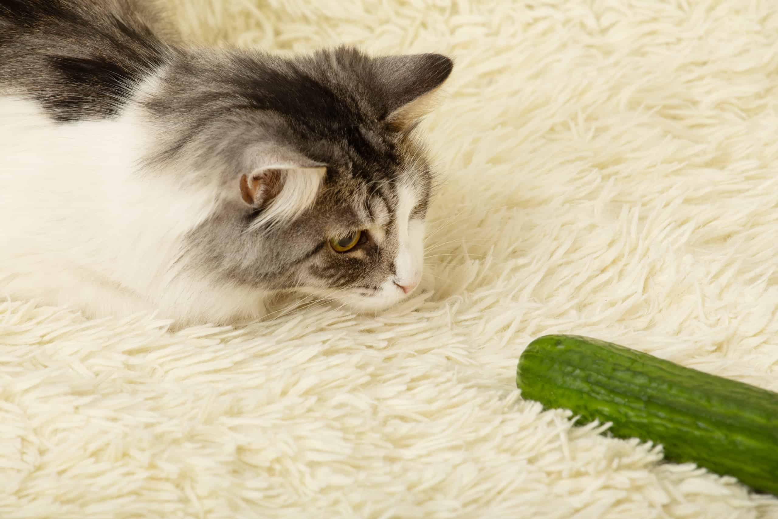 Why Are Cats Scared of Cucumbers? - AZ Animals