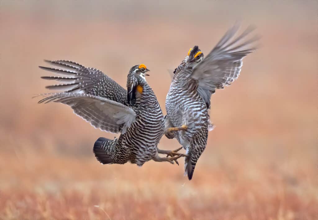 Two male greater prairie chickens fighting for a mate