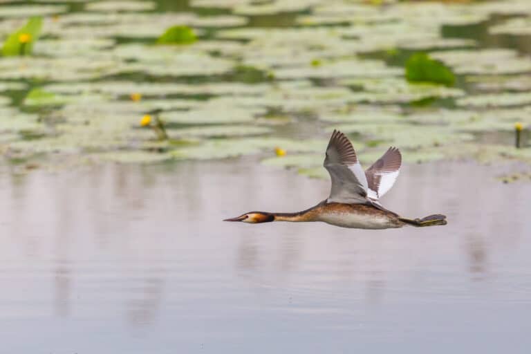 Great crested grebe flying over water