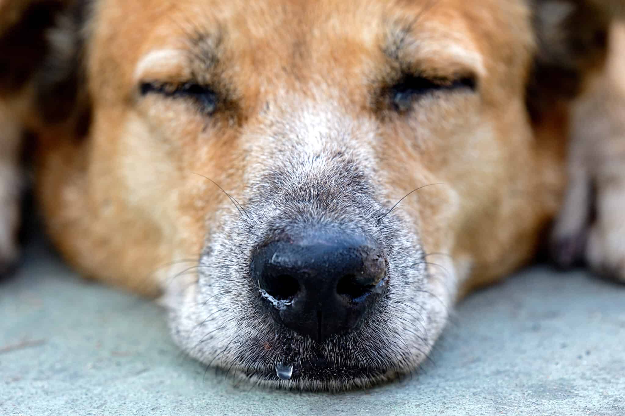 Depression in Dogs: Symptoms, Treatment, Causes, and more - A-Z Animals