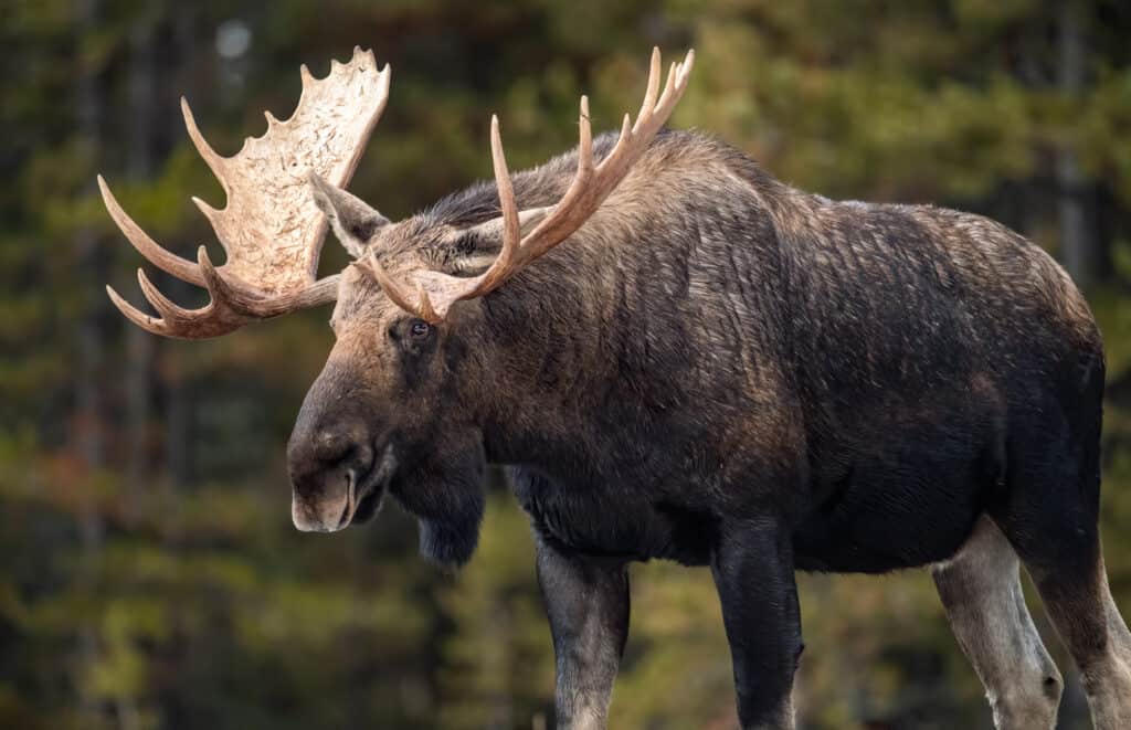 bull moose