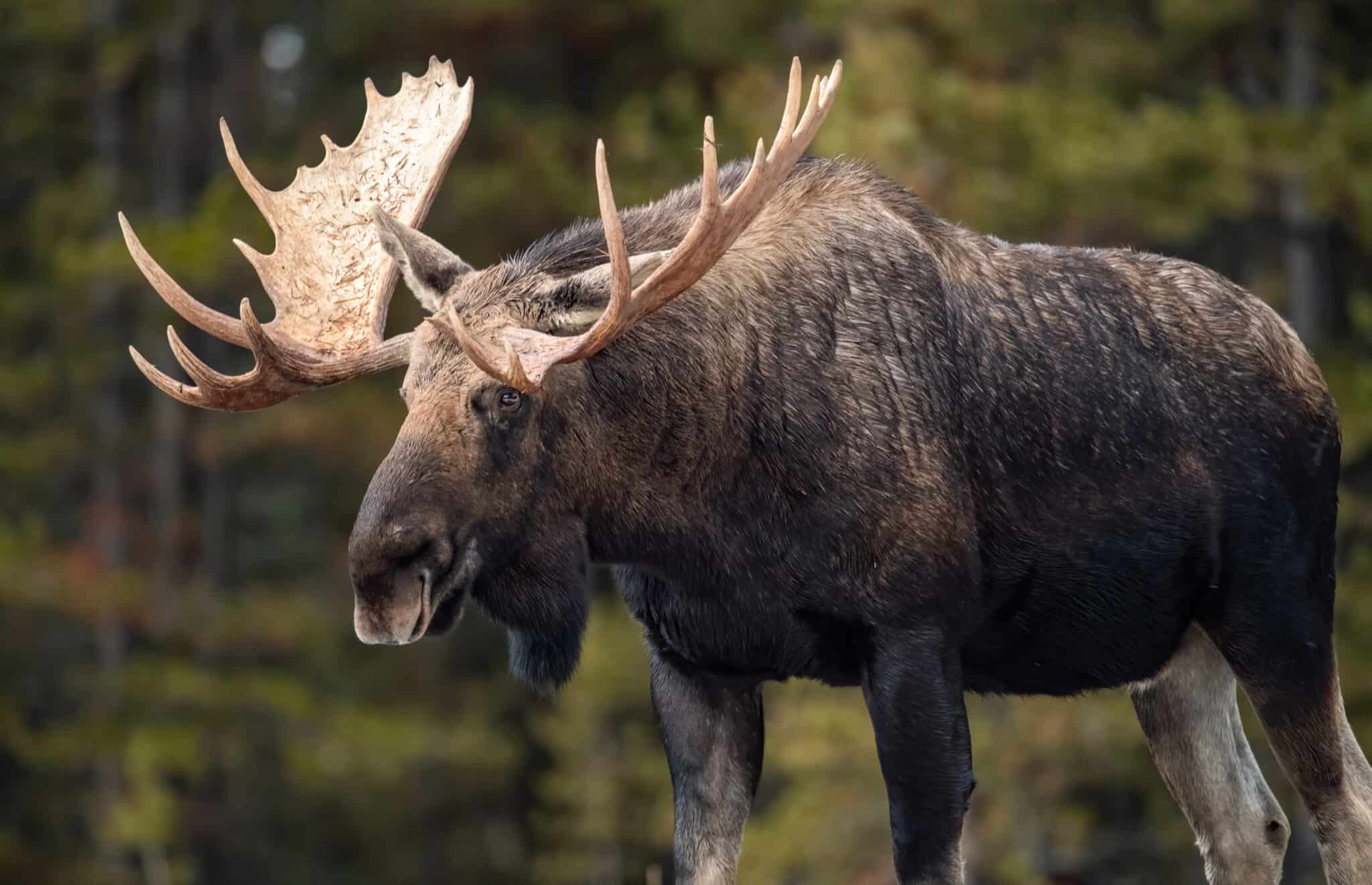 8 Sounds Moose Make and What Each Means A Z Animals
