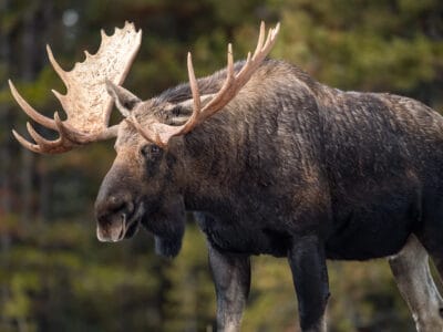 A Watch a House-Sized Moose Stroll Right Past a Man Hiding Behind a Tree
